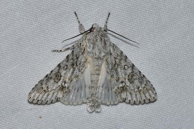 <i>Acronicta aceris</i>