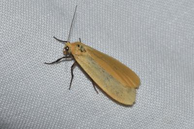<i>Wittia sororcula</i>
