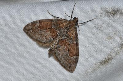 <i>Thera obeliscata</i>