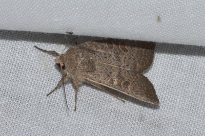 <i>Hoplodrina ambigua</i>