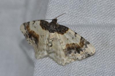 <i>Ligdia adustata</i>