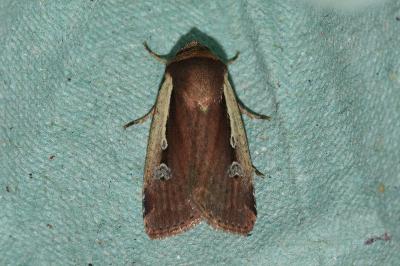 <i>Ochropleura plecta</i>