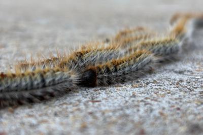 <i>Thaumetopoea pityocampa</i>