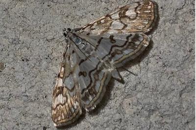 <i>Elophila nymphaeata</i>