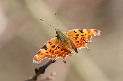 <i>Polygonia c-album</i>