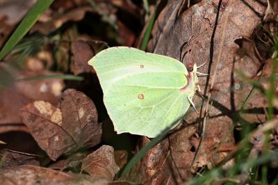 <i>Gonepteryx rhamni</i>