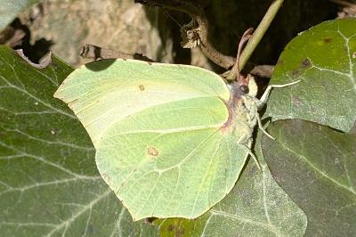 <i>Gonepteryx rhamni</i>