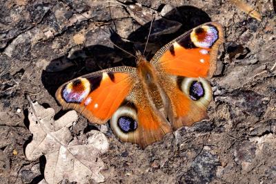 <i>Aglais io</i>