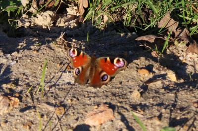 <i>Aglais io</i>