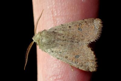 <i>Orthosia cruda</i>