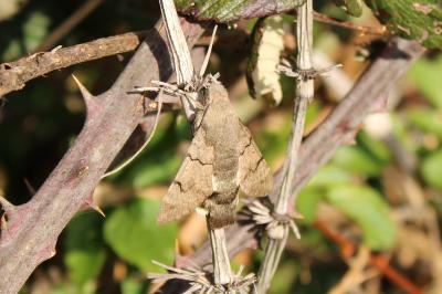 <i>Macroglossum stellatarum</i>