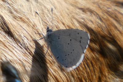<i>Celastrina argiolus</i>