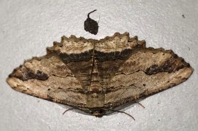 <i>Menophra abruptaria</i>