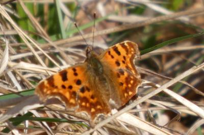 <i>Polygonia c-album</i>