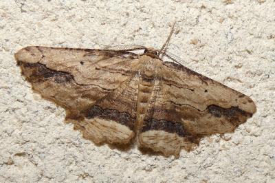 <i>Menophra abruptaria</i>