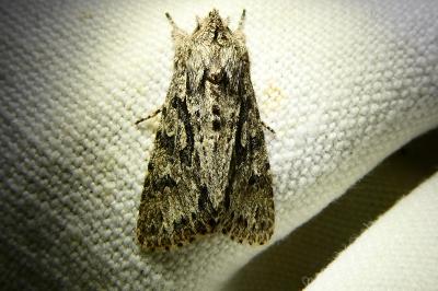 <i>Xylocampa areola</i>