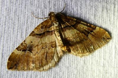 <i>Earophila badiata</i>