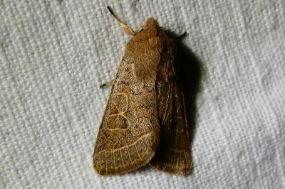<i>Orthosia cerasi</i>