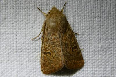 <i>Orthosia cruda</i>