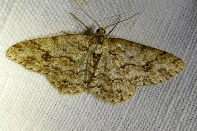 <i>Ectropis crepuscularia</i>