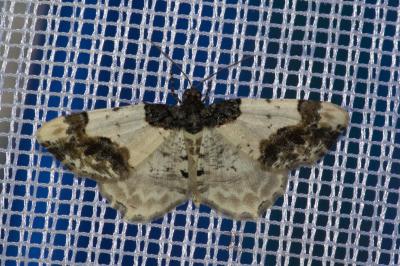<i>Ligdia adustata</i>
