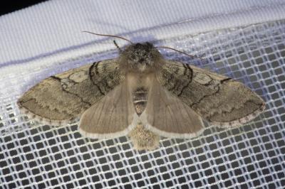 <i>Achlya flavicornis</i>