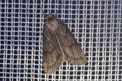<i>Pachycnemia hippocastanaria</i>