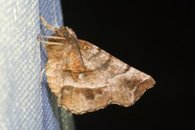 <i>Selenia dentaria</i>