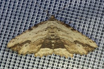 <i>Menophra abruptaria</i>
