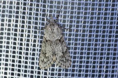 <i>Diurnea fagella</i>