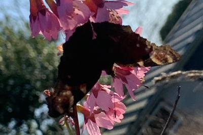 <i>Aglais io</i>