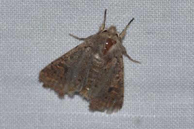 <i>Orthosia cruda</i>