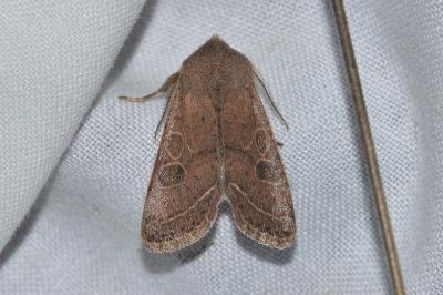 <i>Orthosia cerasi</i>