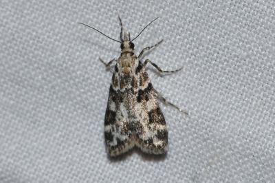 <i>Eudonia delunella</i>