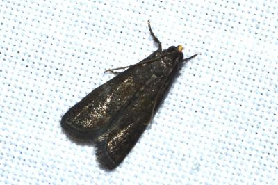 <i>Eccopisa effractella</i>