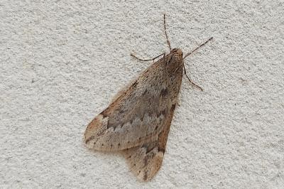 <i>Alsophila aescularia</i>