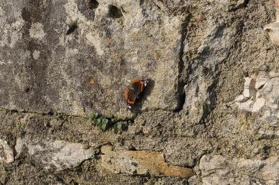 <i>Vanessa atalanta</i>