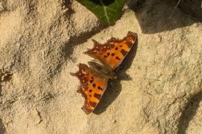 <i>Polygonia c-album</i>