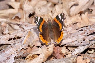 <i>Vanessa atalanta</i>