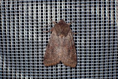 <i>Orthosia incerta</i>
