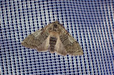 <i>Achlya flavicornis</i>