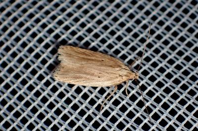 <i>Agonopterix umbellana</i>