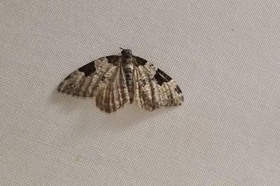 <i>Xanthorhoe fluctuata</i>