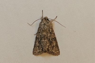 <i>Xylocampa areola</i>