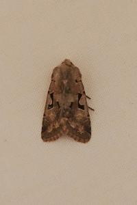 <i>Orthosia gothica</i>