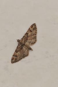 <i>Gymnoscelis rufifasciata</i>