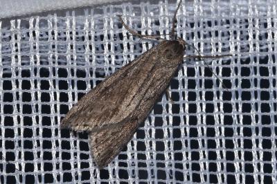 <i>Pachycnemia hippocastanaria</i>