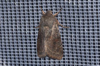<i>Orthosia incerta</i>