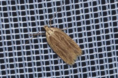 <i>Agonopterix umbellana</i>