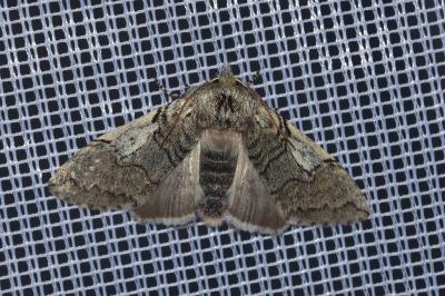 <i>Achlya flavicornis</i>